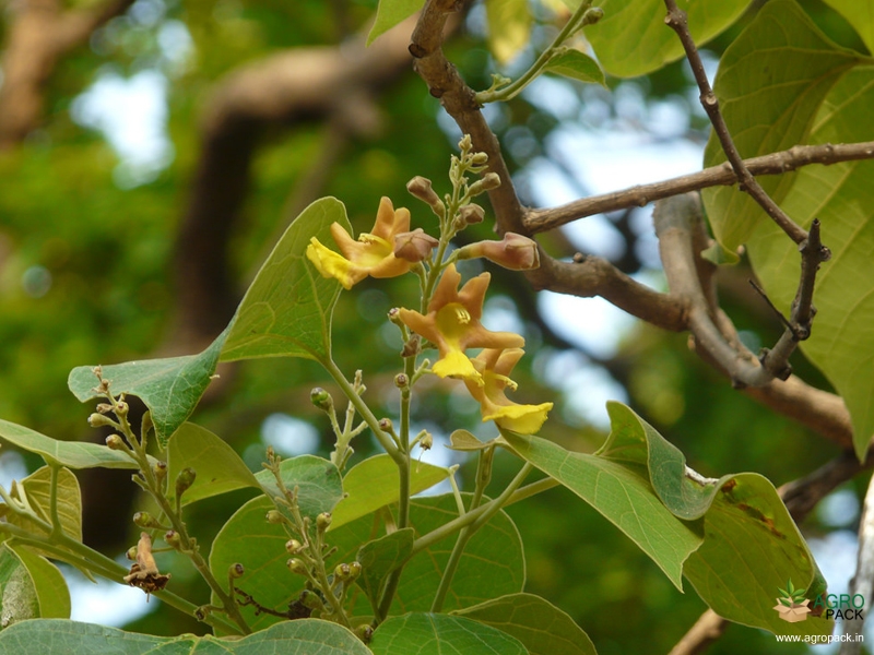 Gmelina-arborea1