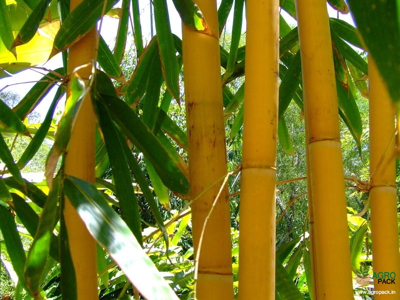 Golden-Bamboo6