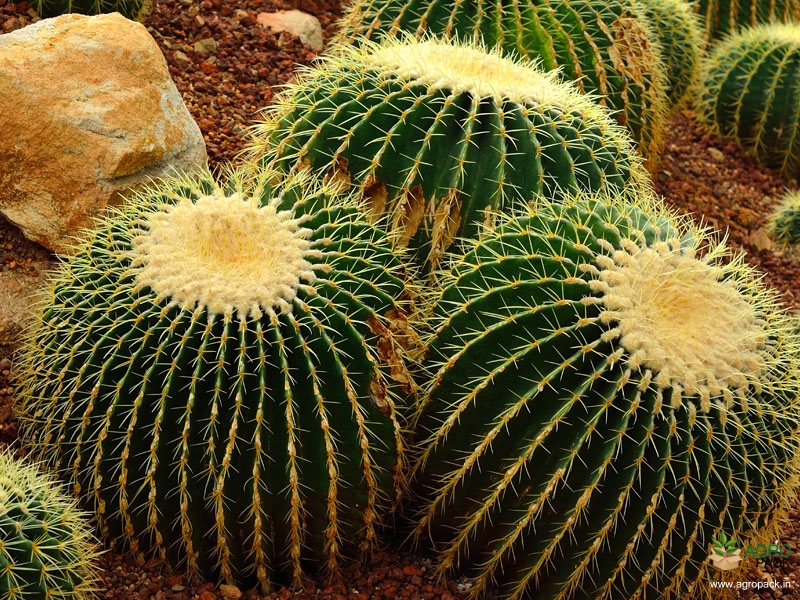 Golden-Barrel-Cactus1