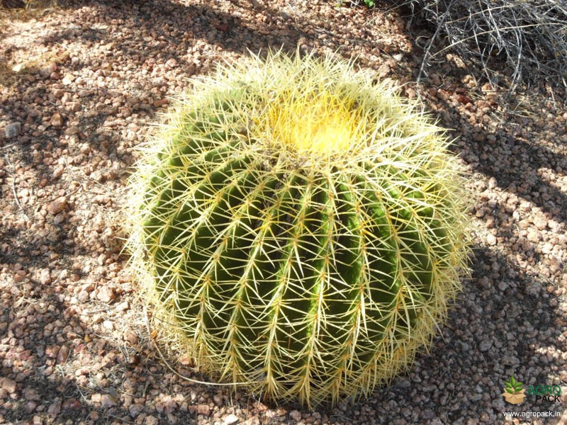 Golden-Barrel-Cactus2