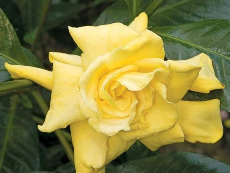 Golden-Gardenia1