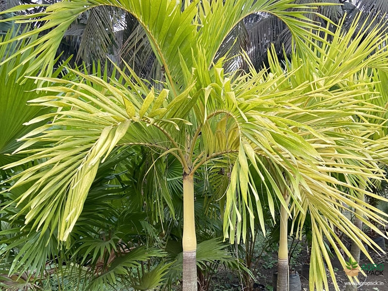 Golden-Palm1