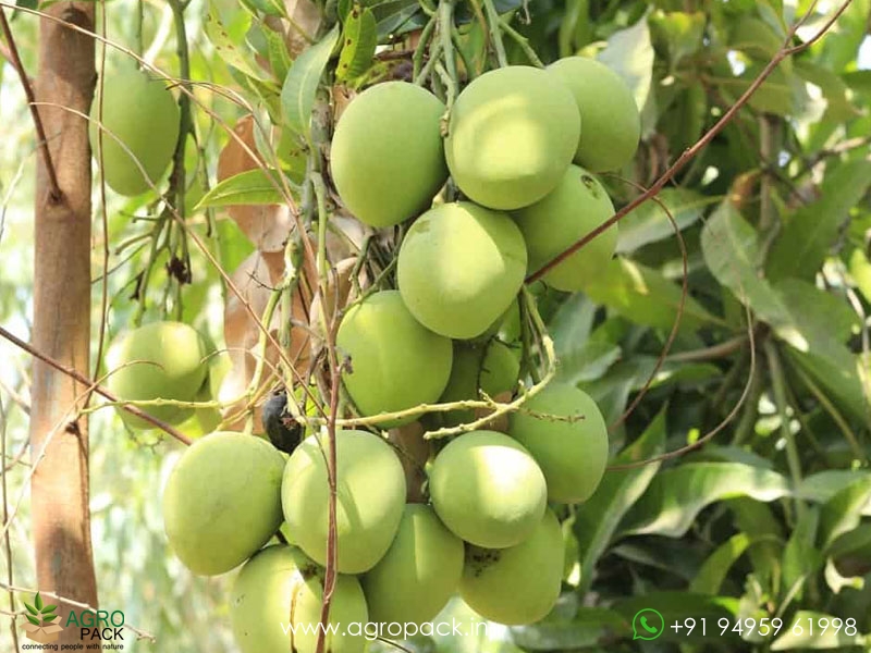 Grafted-Mango-Tree1