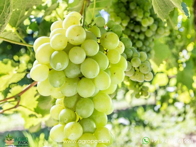 Green-Grape1