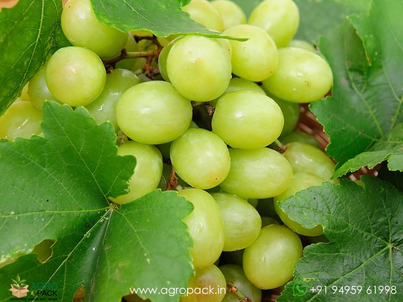 Green-Grape2
