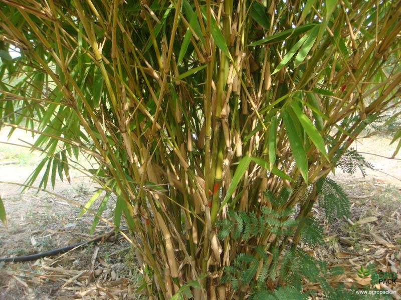 Green-Long-Bamboo1