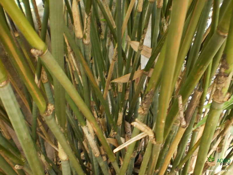 Green-Long-Bamboo2
