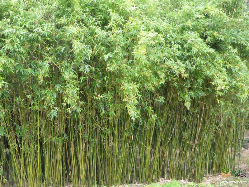 Green-Multiplex-Bamboo3