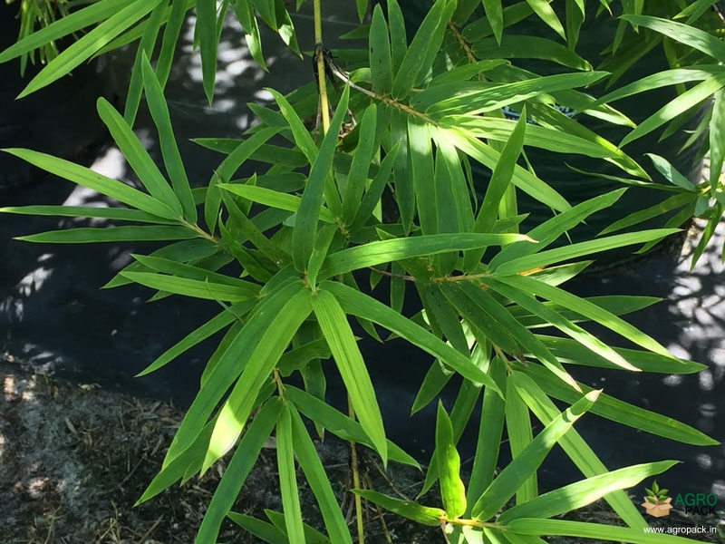 Green-Multiplex-Bamboo5