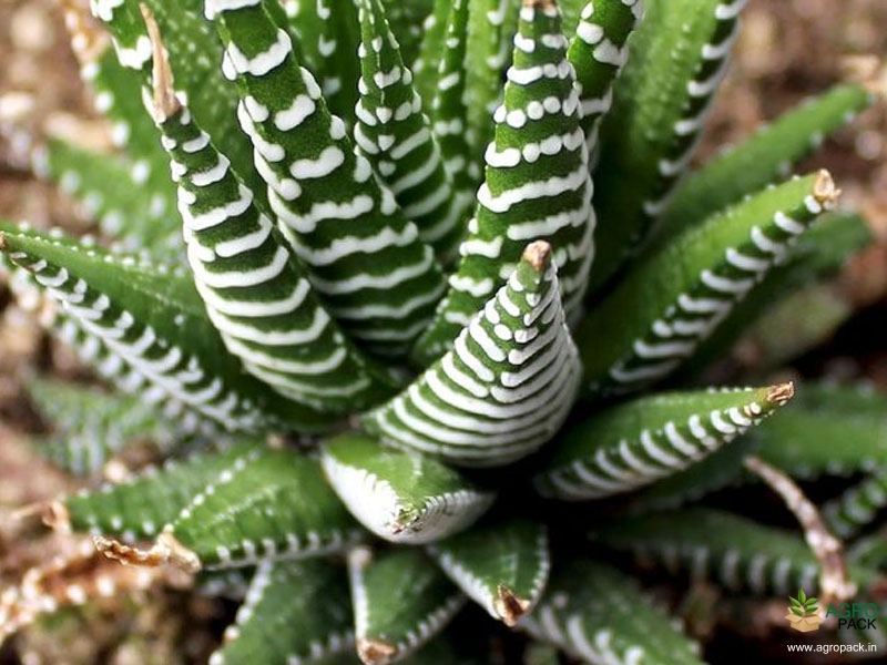 Haworthia-Zebra-Cactus1