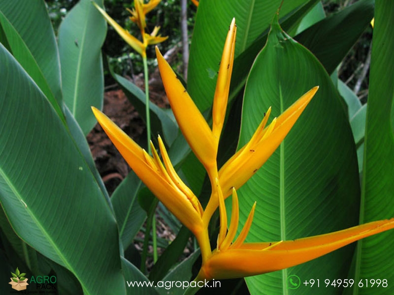 Heliconia-Golden-Torch1