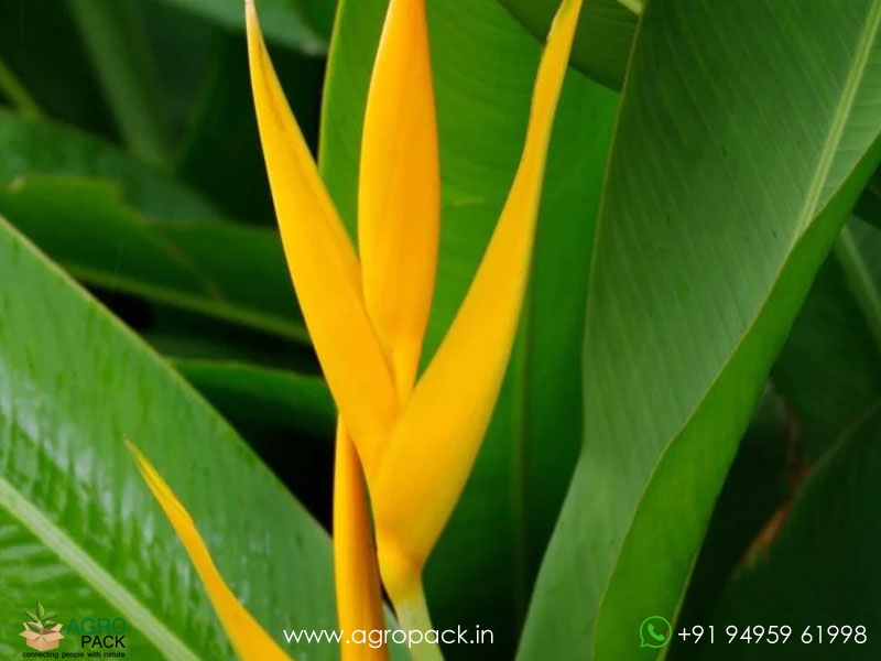 Heliconia-Golden-Torch2