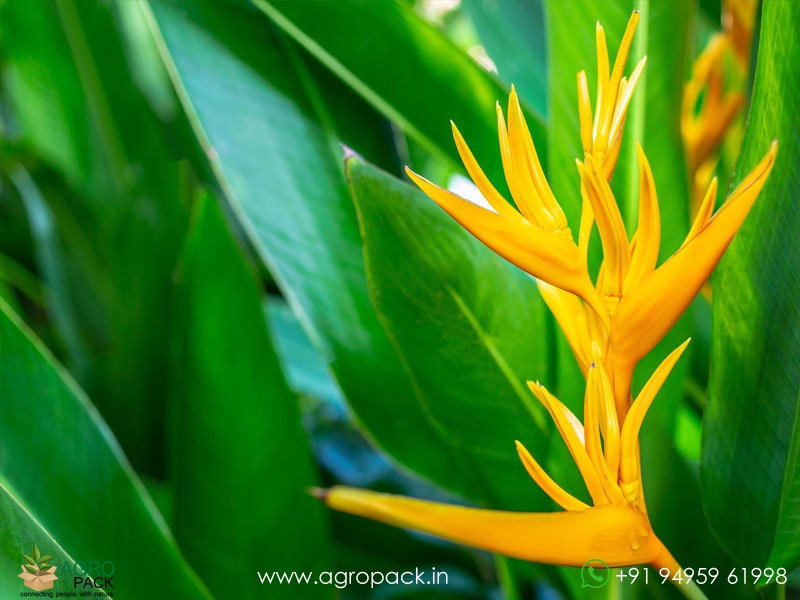 Heliconia-Golden-Torch3