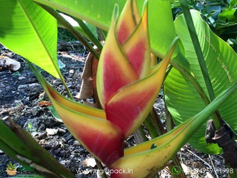 Heliconia-Heart-of-Gold3