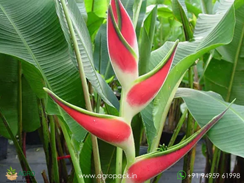 Heliconia-Imperial1