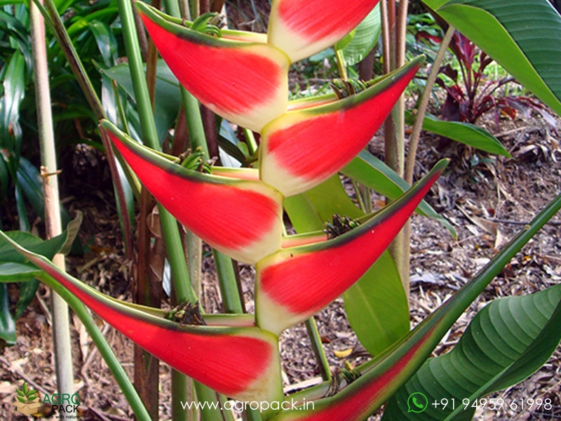 Heliconia-Imperial2