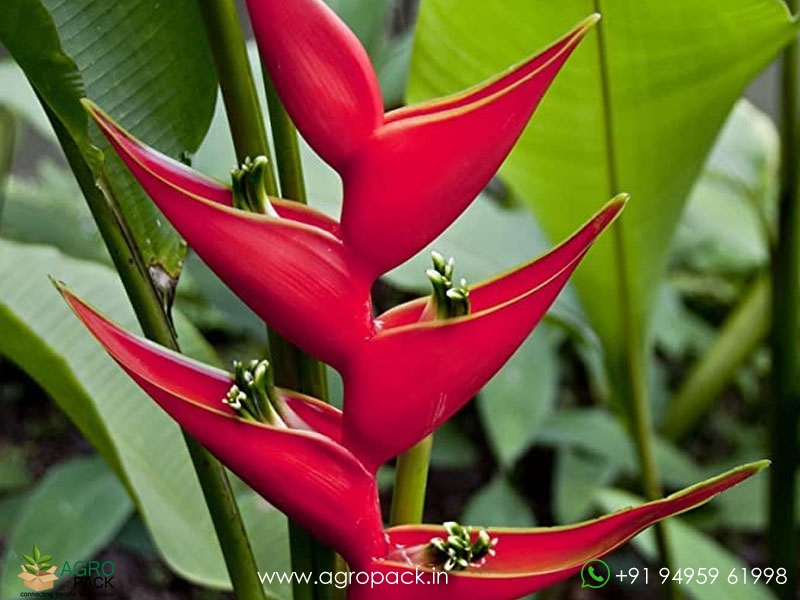 Heliconia-Iris-Red1
