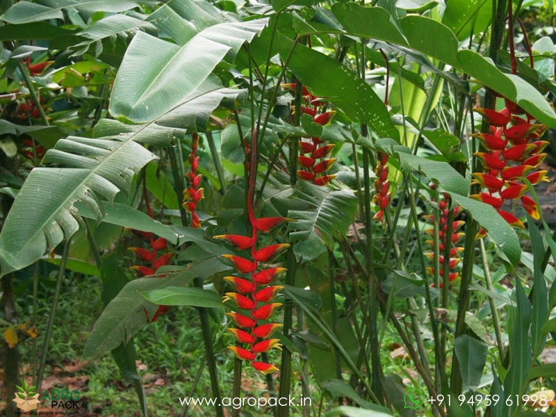 Heliconia-Lobster-Claw1