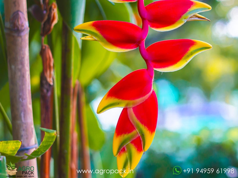 Heliconia-Lobster-Claw2