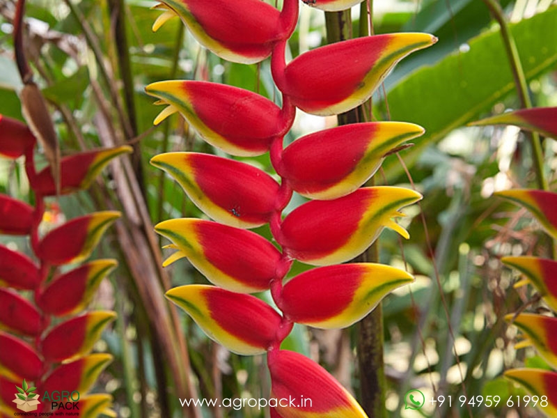 Heliconia-Lobster-Claw3