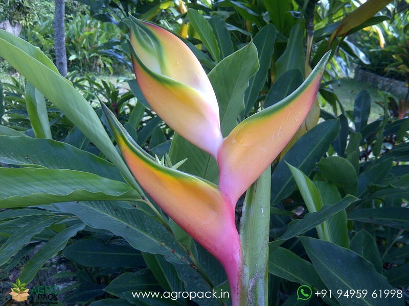 Heliconia-Peachy-Pink1