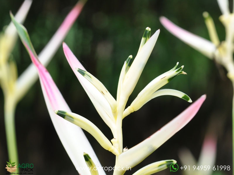 Heliconia-Pearl1