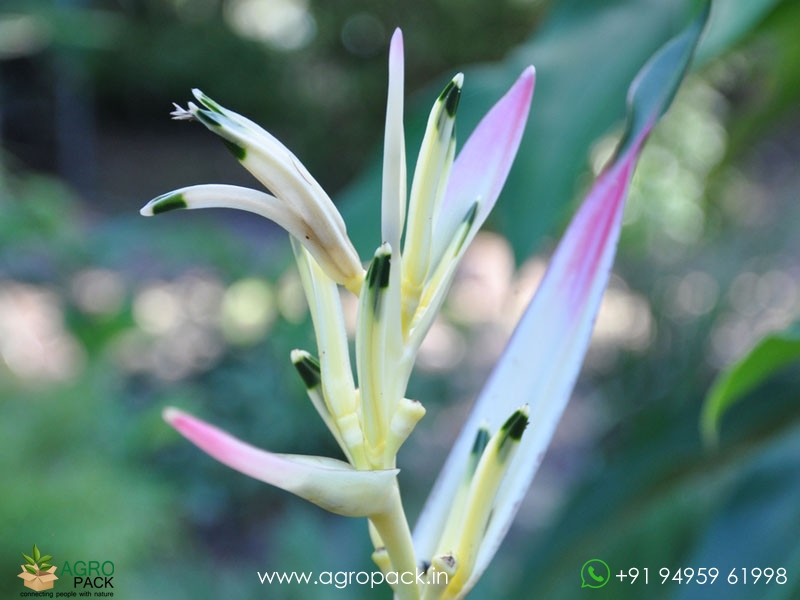 Heliconia-Pearl2