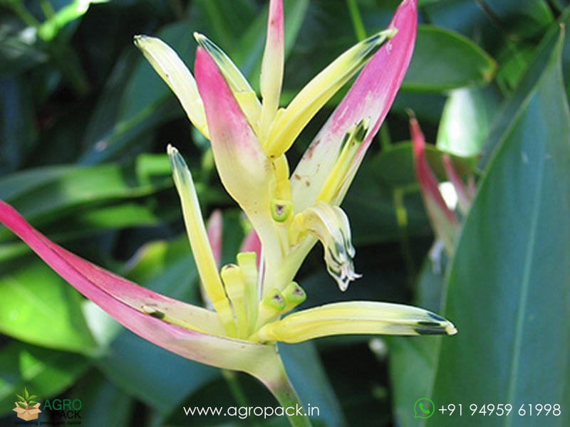 Heliconia-Pearl3