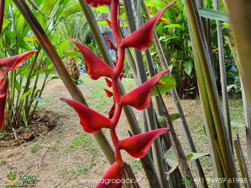 Heliconia-Red-Carpet2