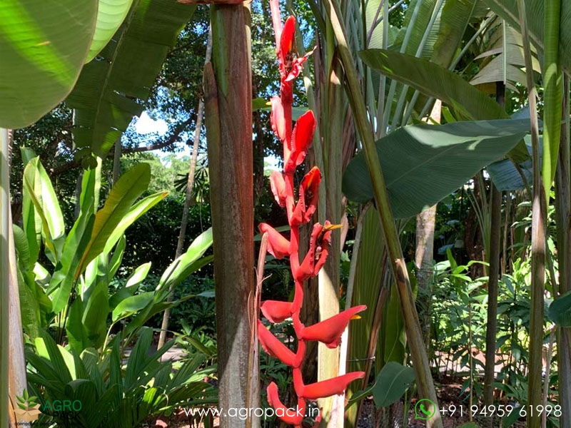 Heliconia-Red-Carpet3
