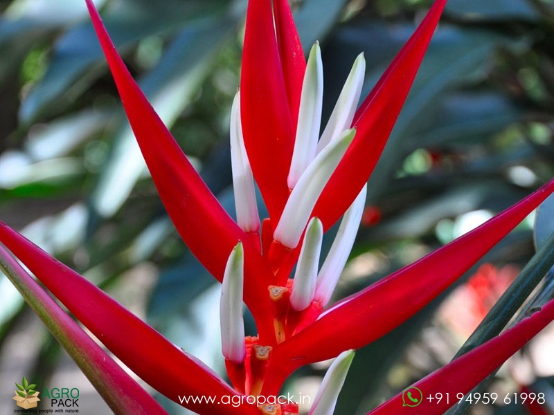 Heliconia-Red-Christmas2