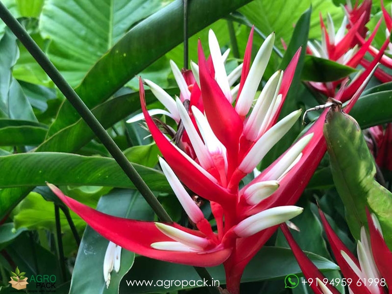 Heliconia-Red-Christmas3