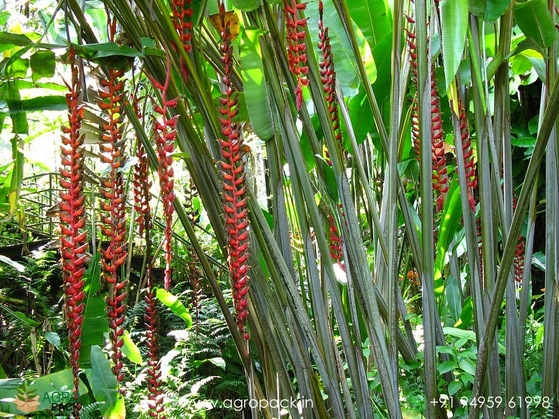 Heliconia-Red-Wings1