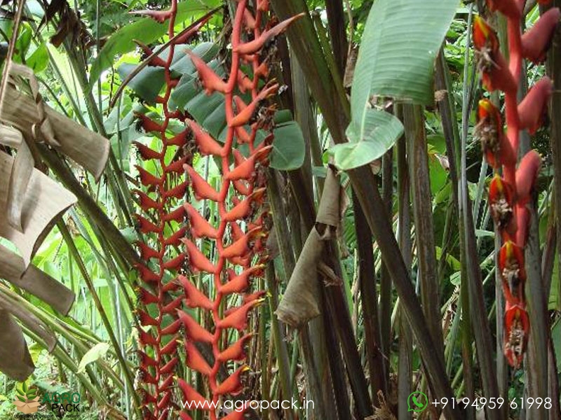 Heliconia-Red-Wings2