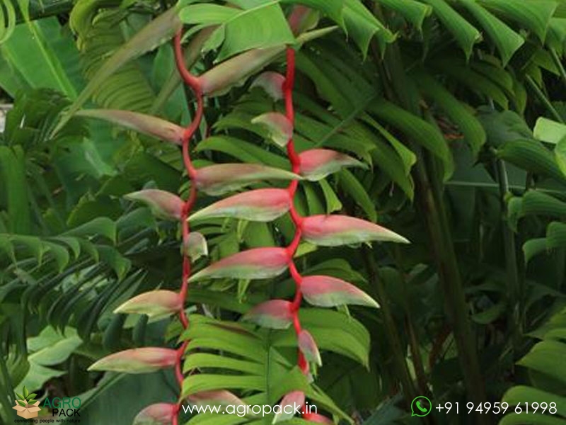 Heliconia-Sexy-Pink1