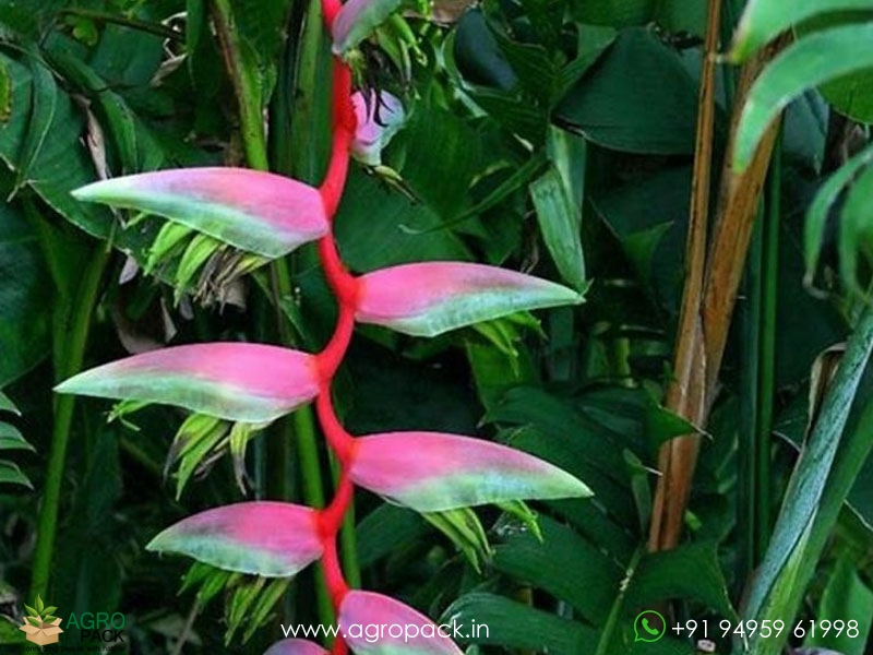Heliconia-Sexy-Pink2