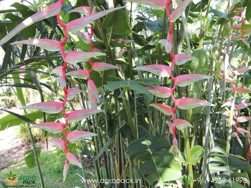 Heliconia-Sexy-Pink3