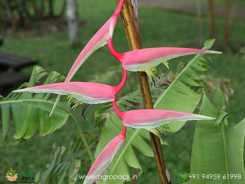 Heliconia-Sexy-Scarlet1