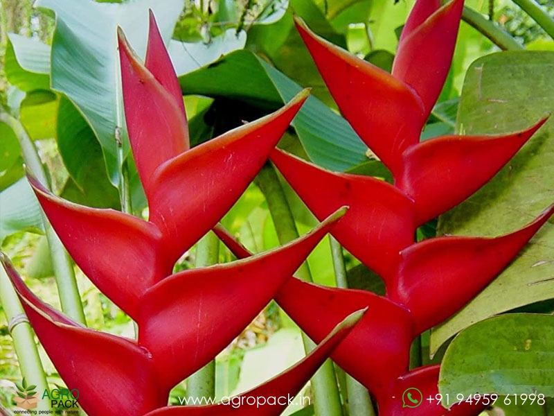 Heliconia-St.-Rose1