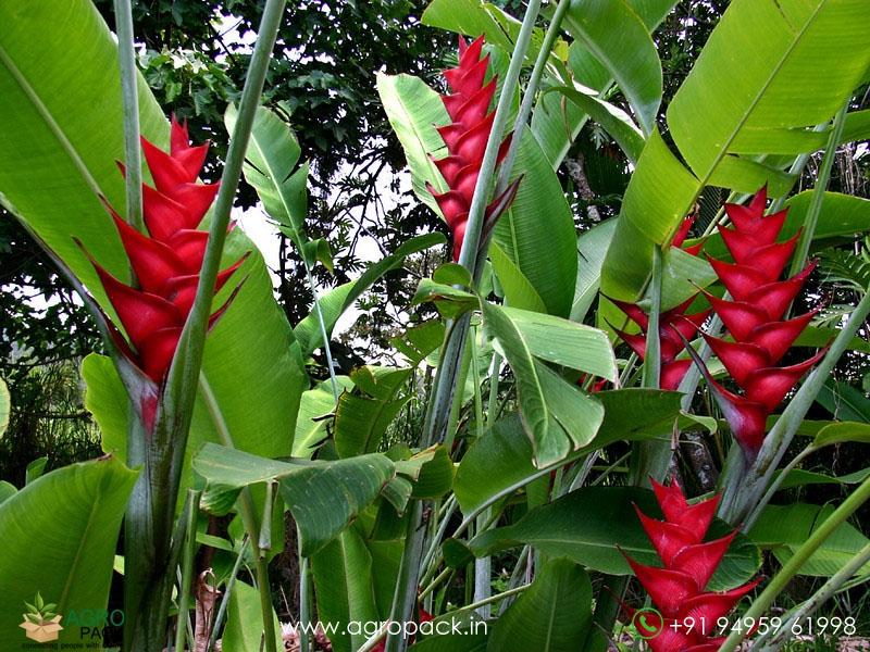 Heliconia-St.-Rose2