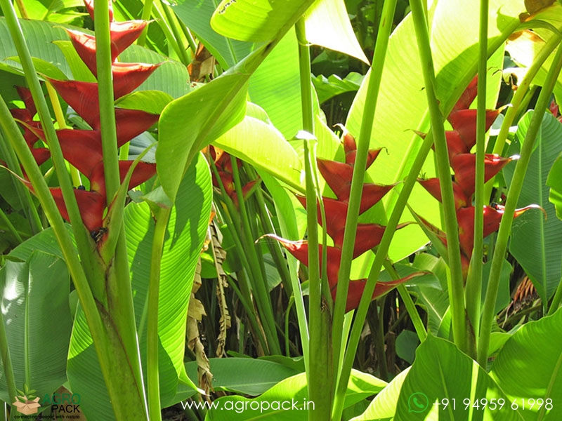 Heliconia-St.-Rose3
