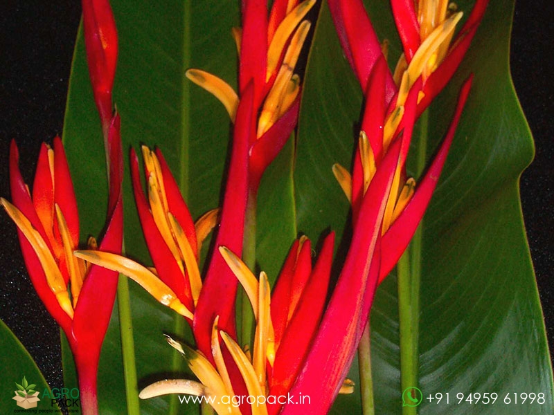 Heliconia-St.-Vincent-Red1