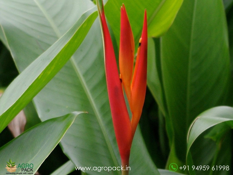 Heliconia-St.-Vincent-Red2