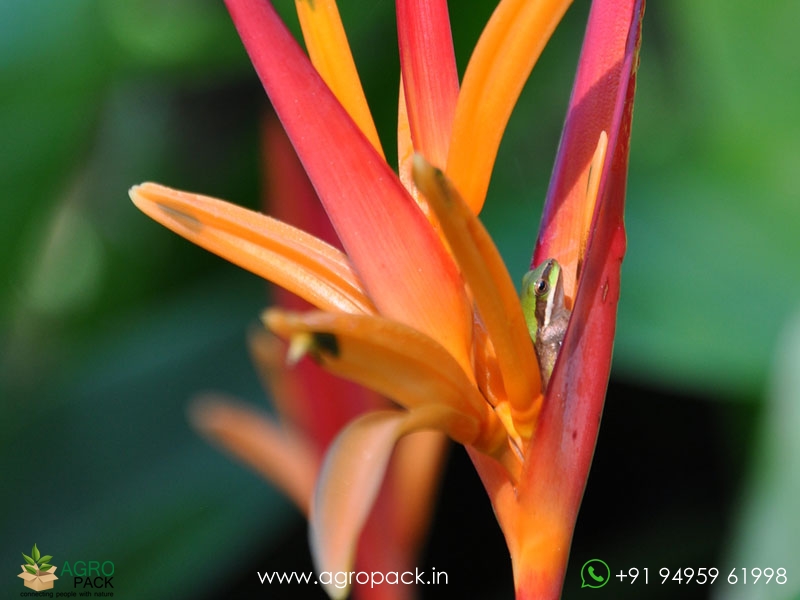 Heliconia-St.-Vincent-Red3