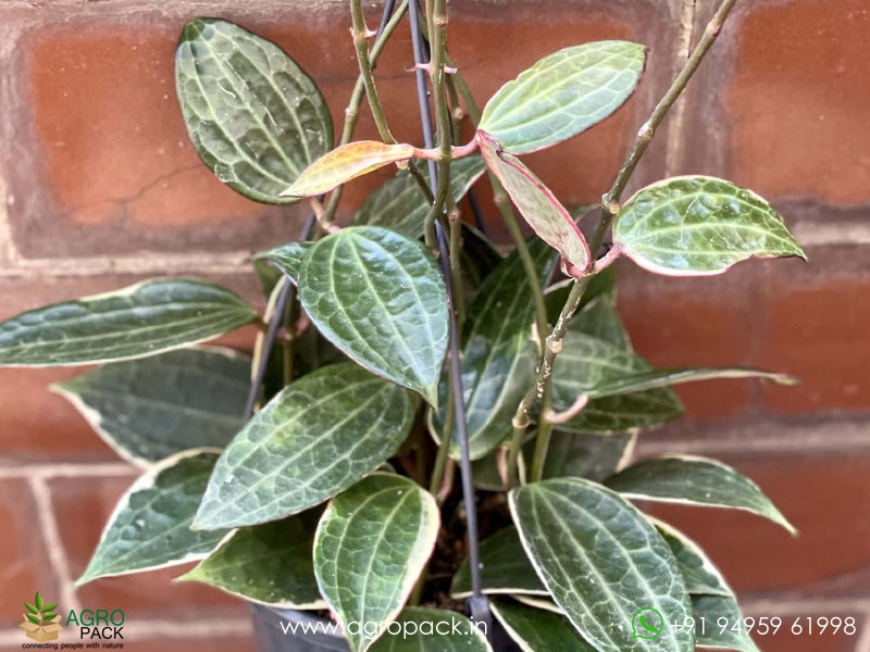 Hoya-macrophylla--Albomarginata1