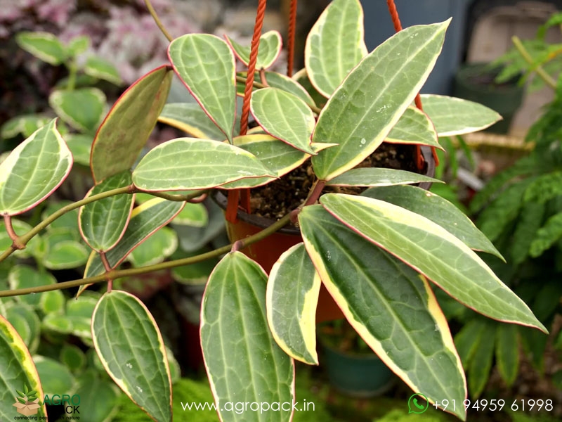 Hoya-macrophylla--Albomarginata2