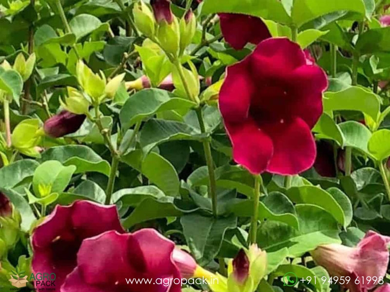 Hybrid-Allamanda-Red-Flower1