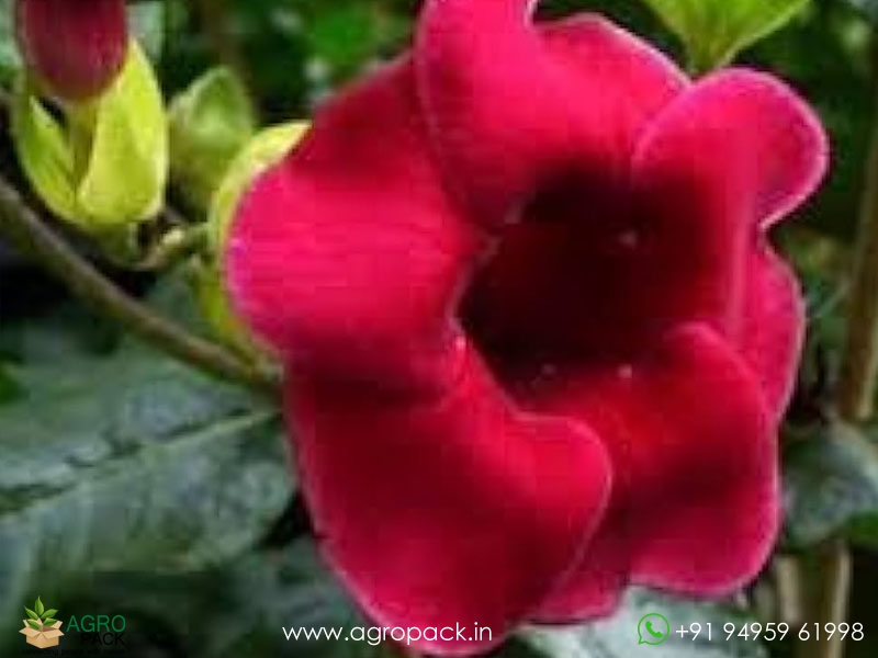 Hybrid-Allamanda-Red-Flower2