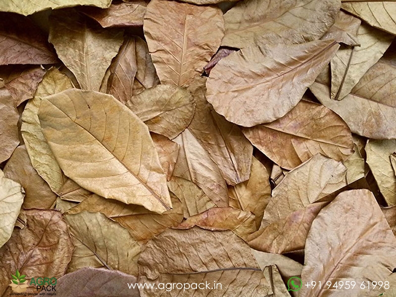 Indian-Almond-Leaves1