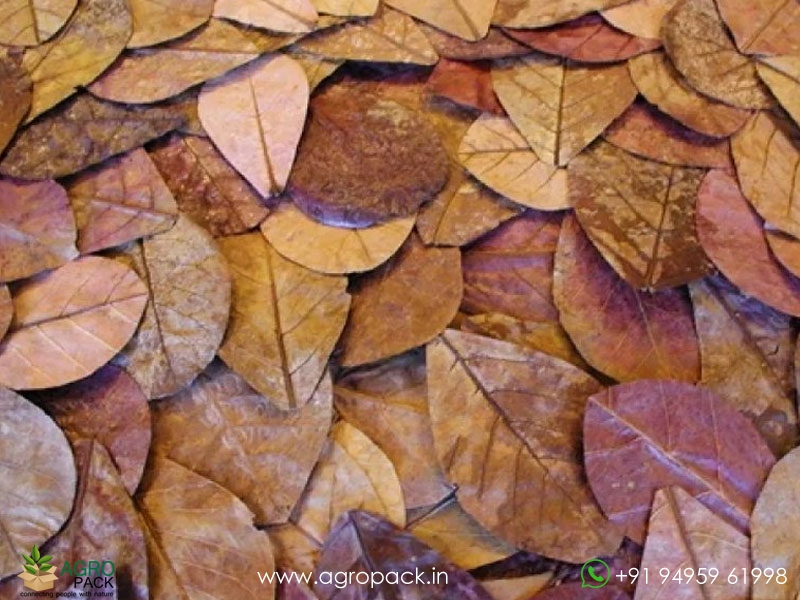 Indian-Almond-Leaves2